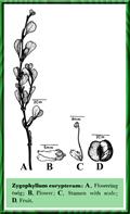 Zygophyllum eurypterum
